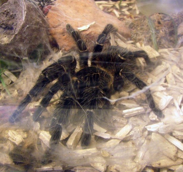 2008 05 Martel, au reptiland 04